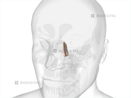 Left Lacrimal Bone Biodigital Anatomy