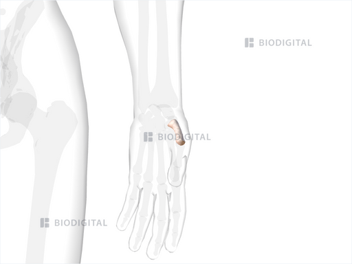 Left First Metacarpal BioDigital Anatomy