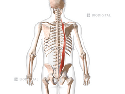 Right Iliocostalis Biodigital Anatomy