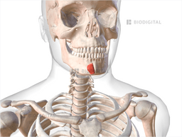 Right Mentalis Biodigital Anatomy