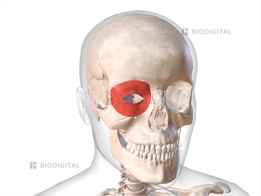 Right Orbicularis Oculi Biodigital Anatomy