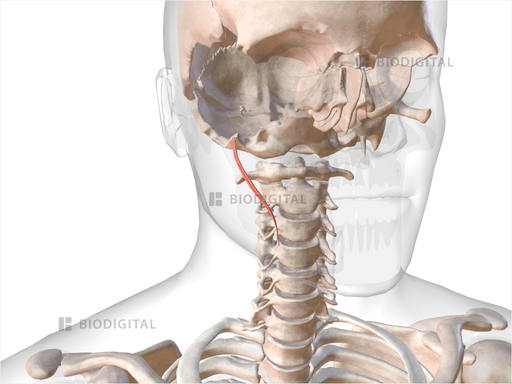 Right Stylopharyngeus Muscle BioDigital Anatomy