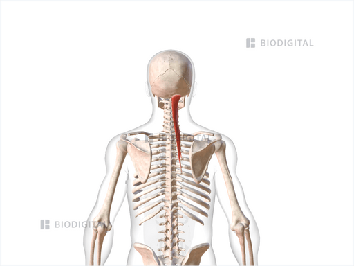 Right Semispinalis Capitis Biodigital Anatomy