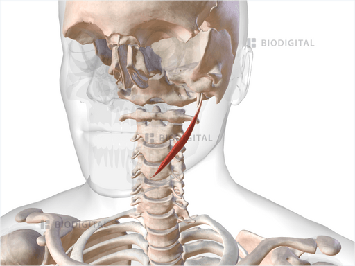 Left Stylohyoid BioDigital Anatomy