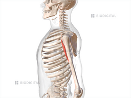 Left Coracobrachialis Biodigital Anatomy