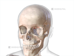 Left Superior Oblique Biodigital Anatomy