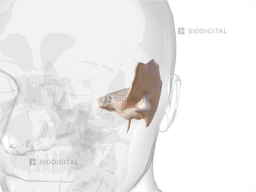 Left Temporal Bone Biodigital Anatomy