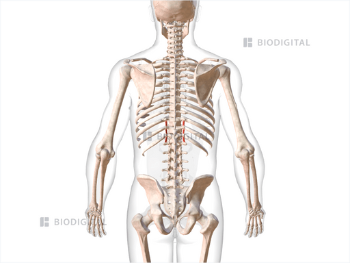 Lumbar Intertransversarii BioDigital Anatomy