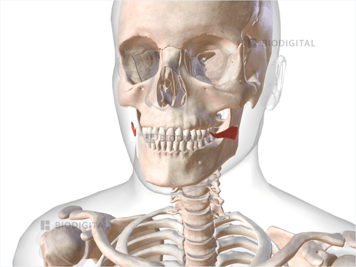 Risorius BioDigital Anatomy