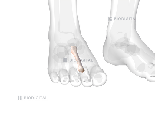 Right Second Metatarsal Biodigital Anatomy