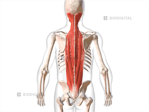 Intrinsic Muscles Of Back Biodigital Anatomy