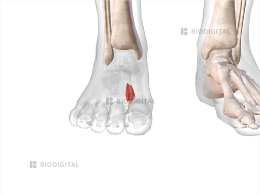 First Dorsal Interosseus Muscle Of Right Foot BioDigital Anatomy