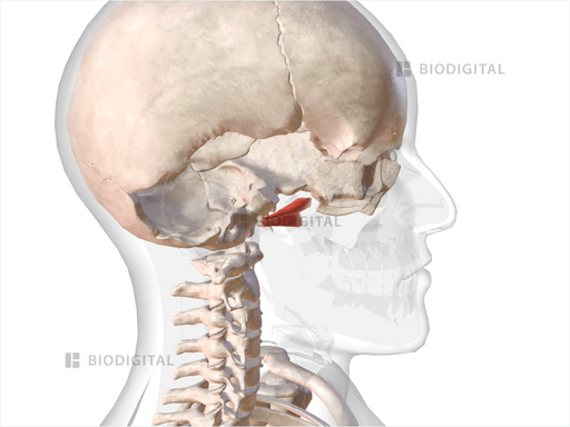 Right Lateral Pterygoid Biodigital Anatomy