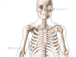 Right Subclavius BioDigital Anatomy