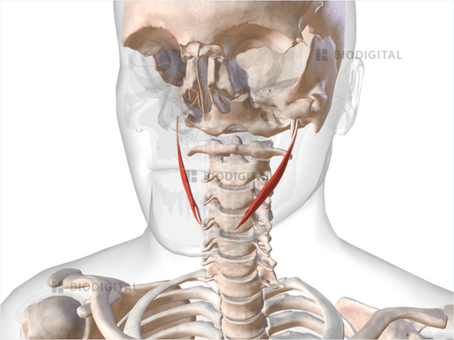 Stylohyoid BioDigital Anatomy