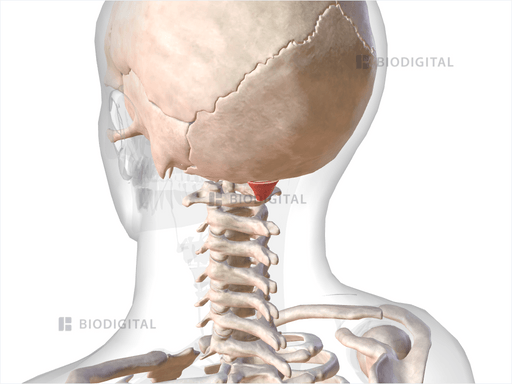 Left Rectus Capitis Posterior Minor Biodigital Anatomy