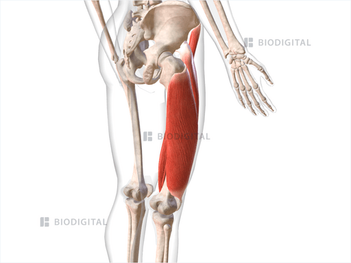 Anterior Compartment Muscles Of Right Thigh Biodigital Anatomy