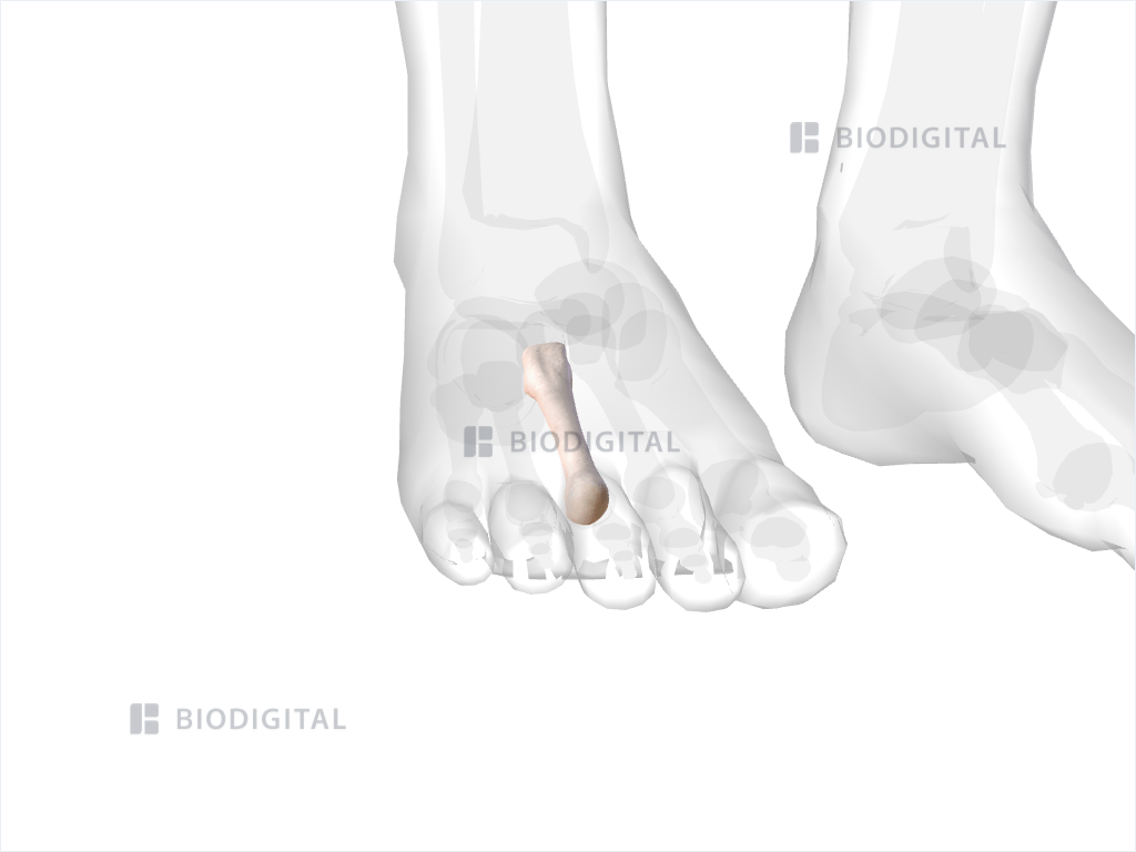 Right third metatarsal