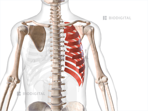 Left External Intercostals | BioDigital Anatomy