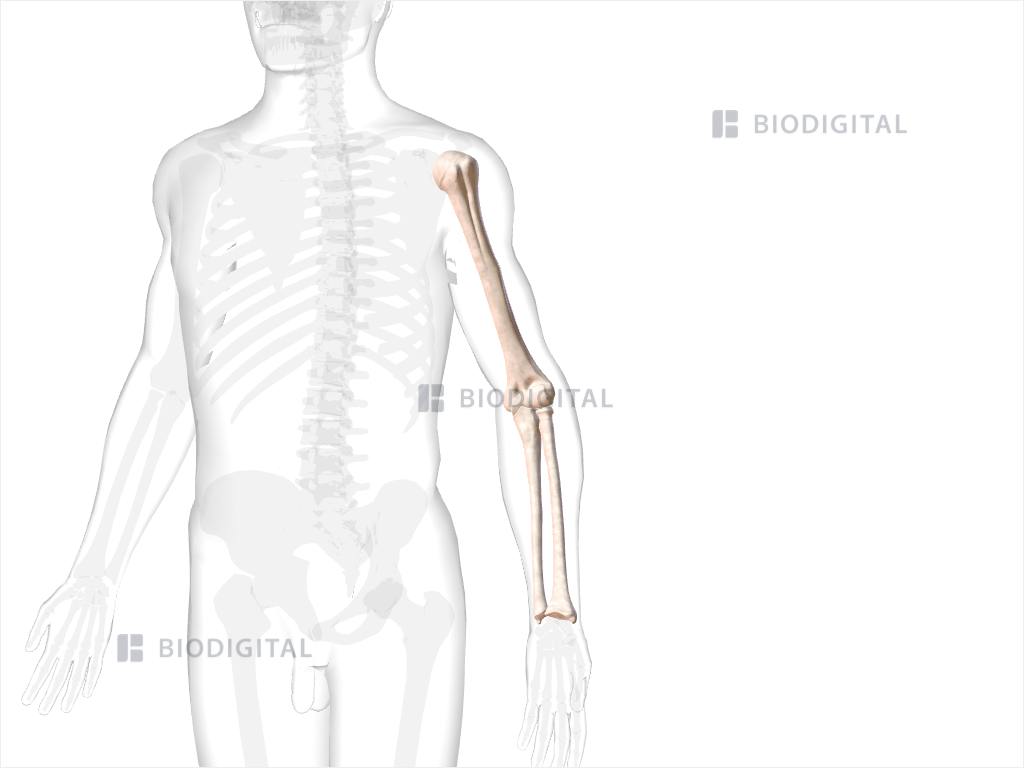 Bones of left arm and forearm