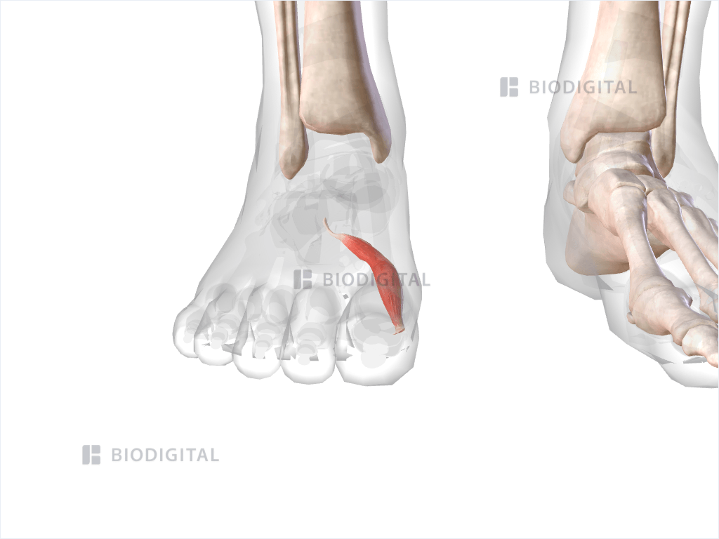 Medial head of right flexor hallucis brevis