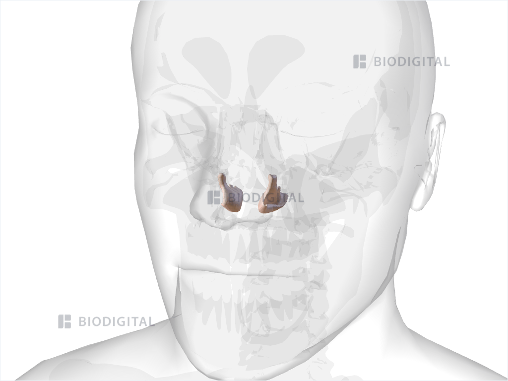 Inferior nasal concha