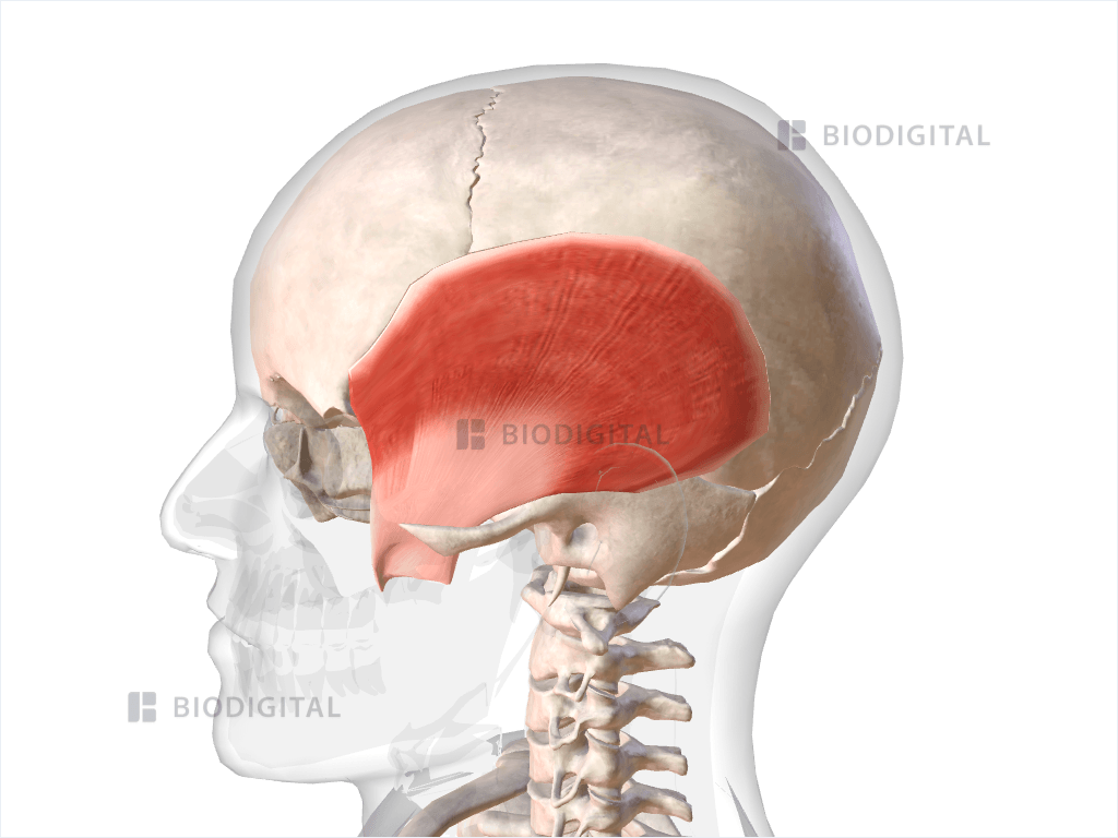 Left temporalis