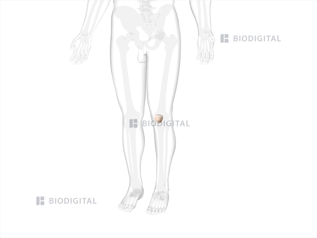 Left patella