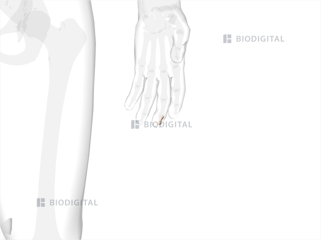 Distal phalanx of left middle finger