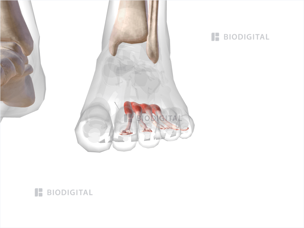 Left flexor digitorum brevis