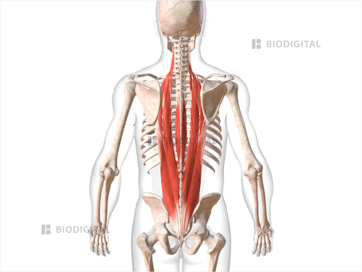 Erector Spinae Biodigital Anatomy 0737