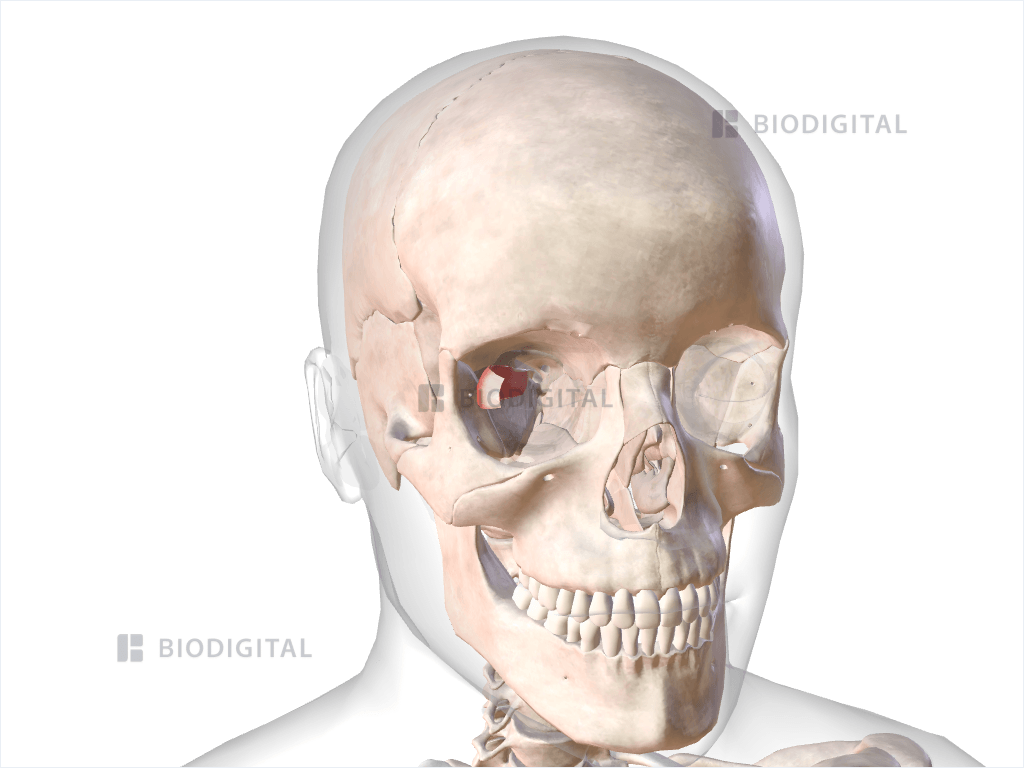 Right lateral rectus