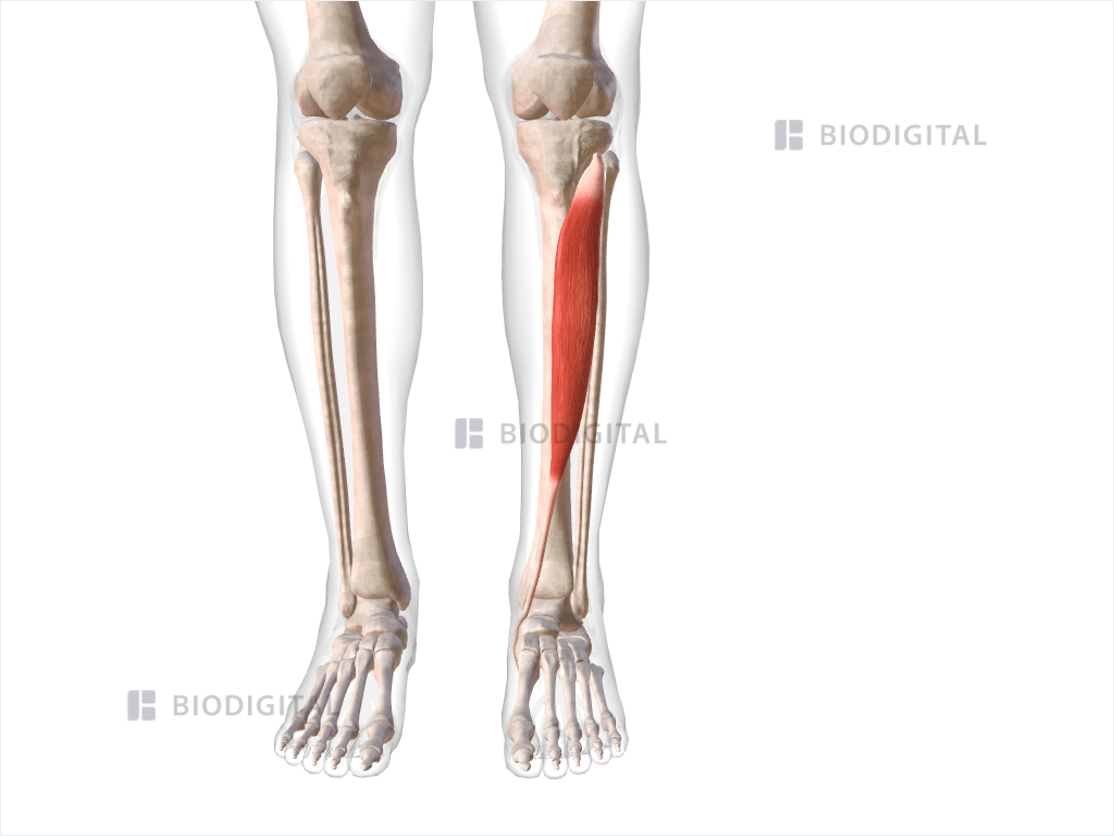 Left tibialis anterior