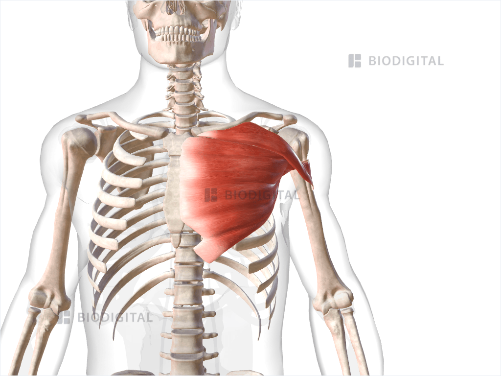 Left pectoralis major