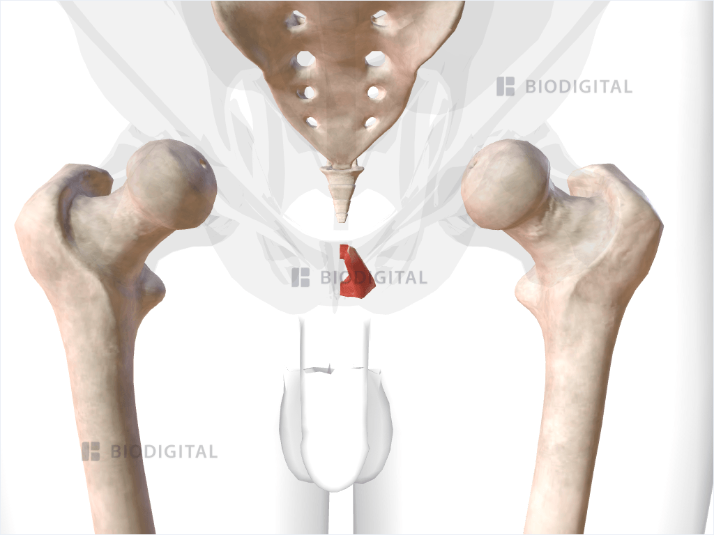 Left puborectalis