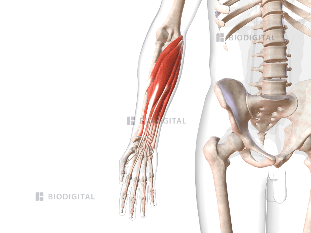 Flexor muscles of right forearm