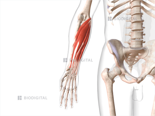 Flexor Muscles Of Right Forearm Biodigital Anatomy