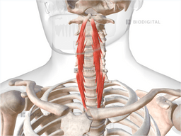 Longus colli | BioDigital Anatomy