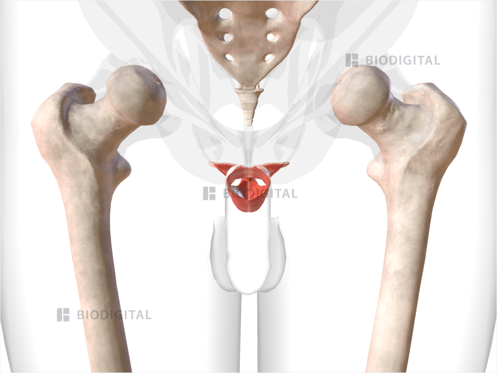 Muscles of perineum