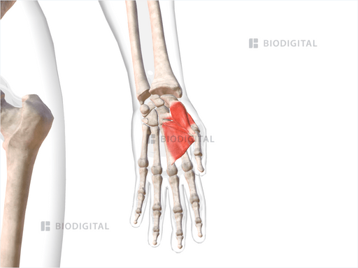 Thenar muscles of left hand | BioDigital Anatomy