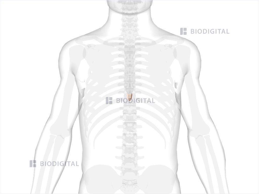 Xiphoid process