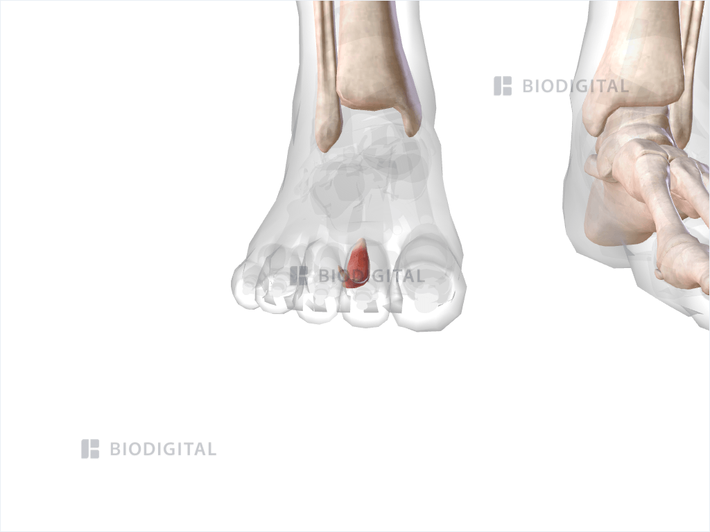 Second lumbrical muscle of right foot