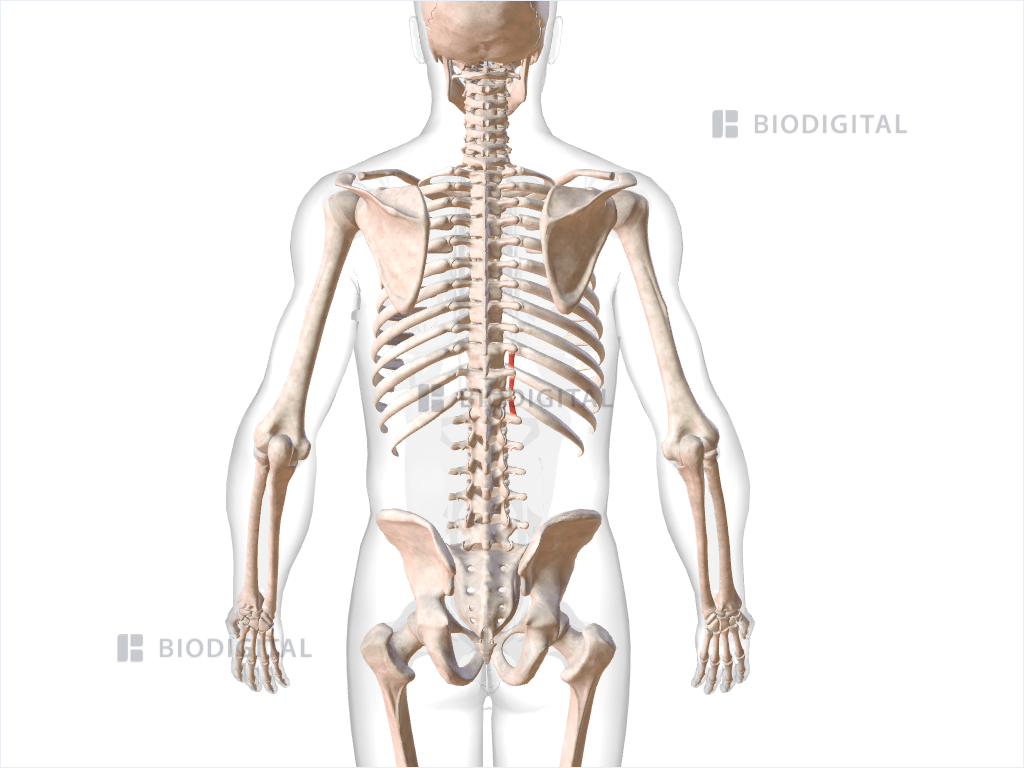 Right lumbar intertransversarii