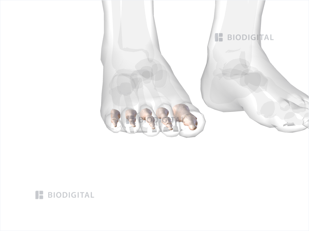 Phalanges of right foot