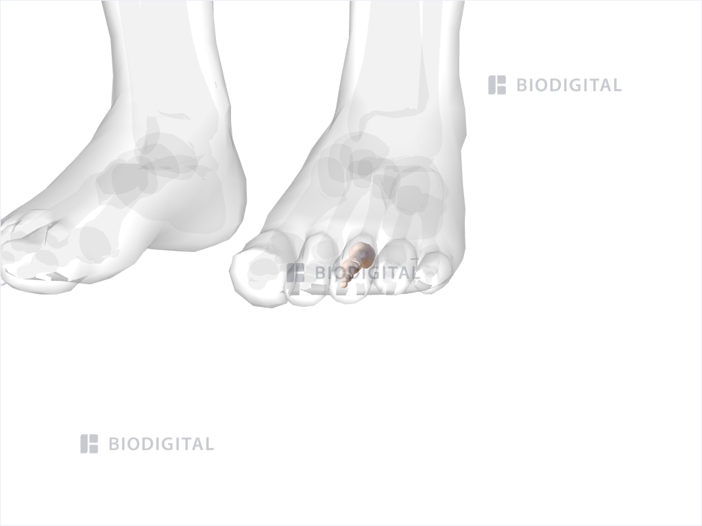 Phalanges of left third toe