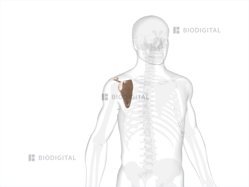 Scapula 3d Anatomy