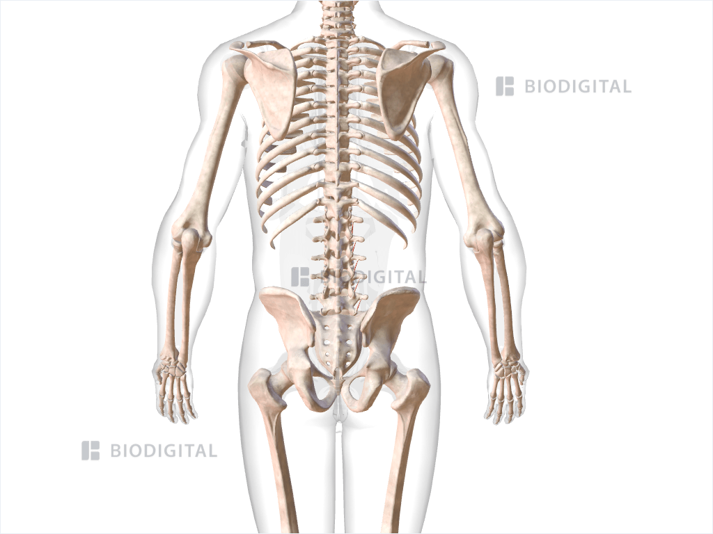 Right intertransversarii mediales lumborum