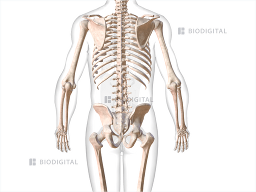 Right Intertransversarii Mediales Lumborum Biodigital Anatomy