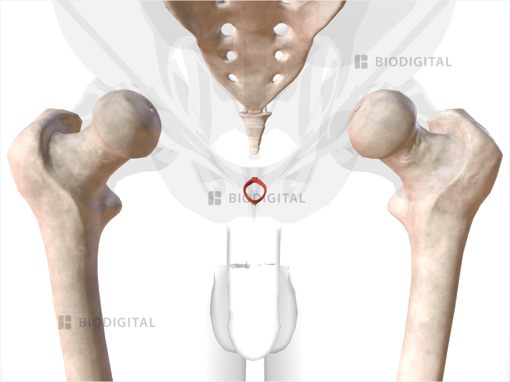 Deep part of external anal sphincter muscle