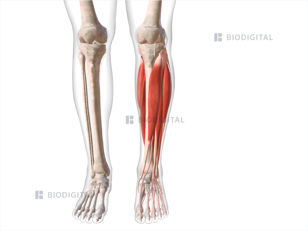 Muscles of left lower leg